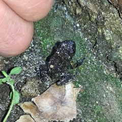 Eleutherodactylus nitidus