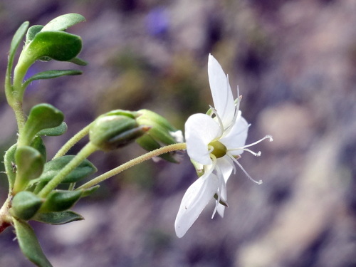 Arenaria ciliata, photograph 4