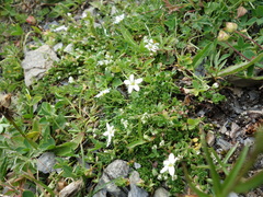 Arenaria biflora