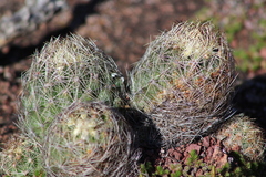 Coryphantha neglecta