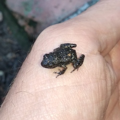 Eleutherodactylus nitidus