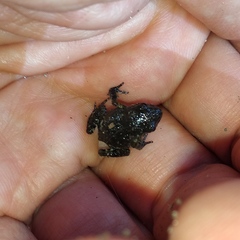 Eleutherodactylus nitidus