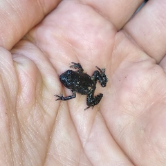 Eleutherodactylus nitidus