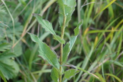 Hieracium prenanthoides