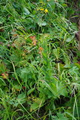 Hieracium prenanthoides