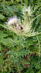 Cirsium obvallatum