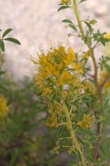 Cleomella lutea
