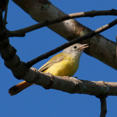 Erythrocercus livingstonei