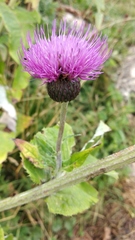 Cirsium dealbatum