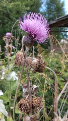 Cirsium dealbatum