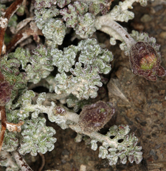 Chaenactis douglasii alpina