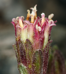 Chaenactis douglasii alpina