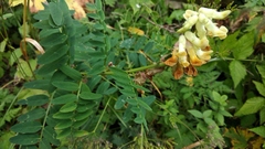 Vicia balansae