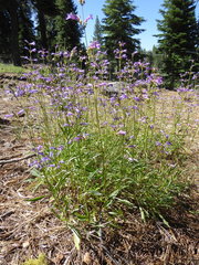 Penstemon gracilentus
