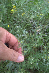 Lappula occidentalis occidentalis