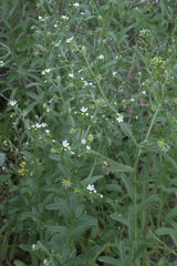 Lappula occidentalis occidentalis