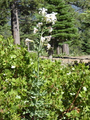 Lilium washingtonianum