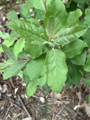 Elaeagnaceae