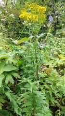 Jacobaea othonnae