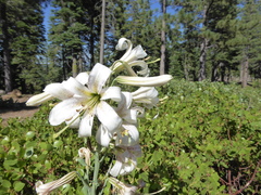 Lilium washingtonianum