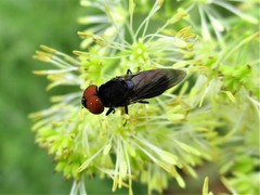 Chrysogaster solstitialis