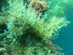 Ericaria selaginoides