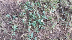 Trifolium repens
