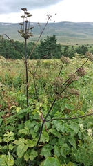 Xanthogalum purpurascens