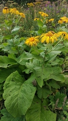 Inula magnifica