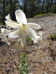 Lilium washingtonianum