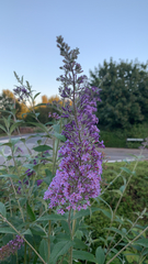 Buddleja davidii