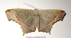 Euclysia