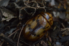 Cyclocephala weidneri