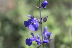Salvia chamaedryoides