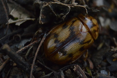Cyclocephala weidneri
