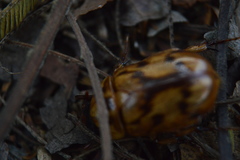 Cyclocephala weidneri