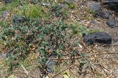 Physalis chenopodifolia