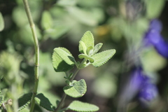 Salvia chamaedryoides