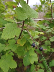Ribes divaricatum
