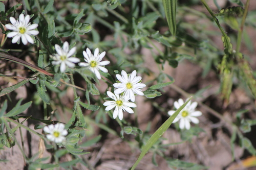 Image of Lightning Weed (Drymaria arenarioides) by (c) José Belem Hernández Díaz, some rights reserved (CC BY)