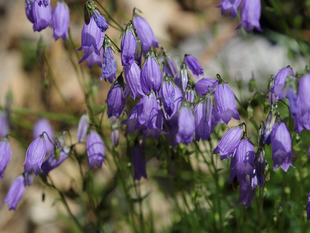 Campanilla