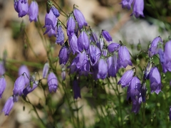 Campanula cespitosa
