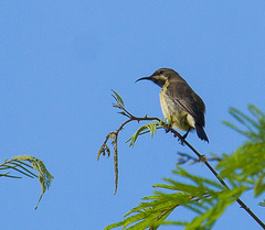 Cinnyris bifasciatus
