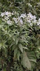 Campanula lactiflora