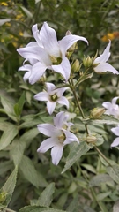 Campanula lactiflora