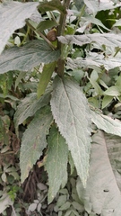 Campanula lactiflora