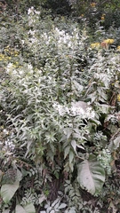 Campanula lactiflora