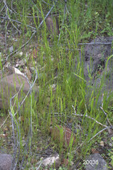 Festuca octoflora octoflora