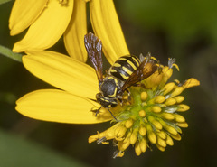 Paranthidium jugatorium
