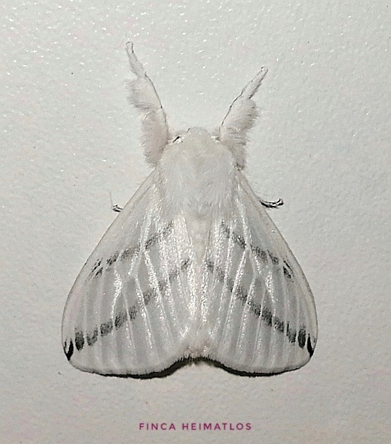 Thagona